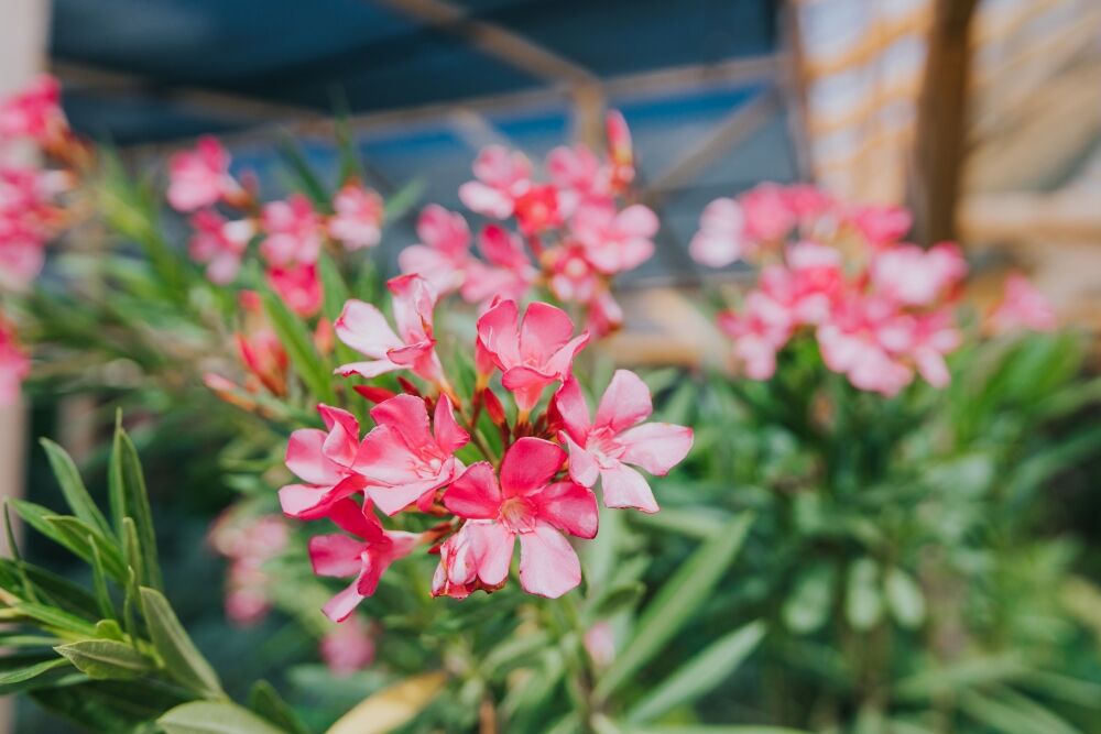 oleander flowers